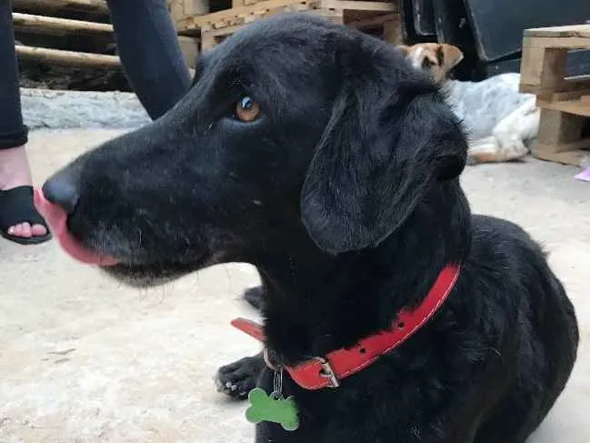Cachorro ra a SRD idade  nome Black