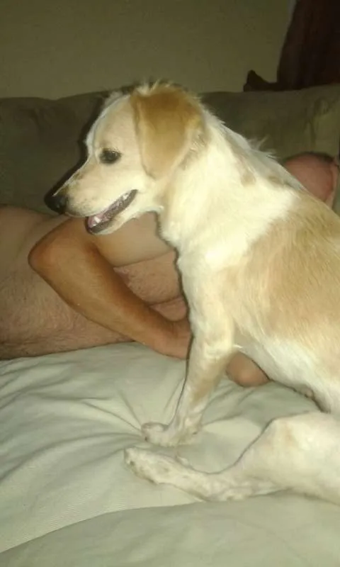 Cachorro ra a VIRA LATA  idade 2 anos nome TITA GRATIFICA