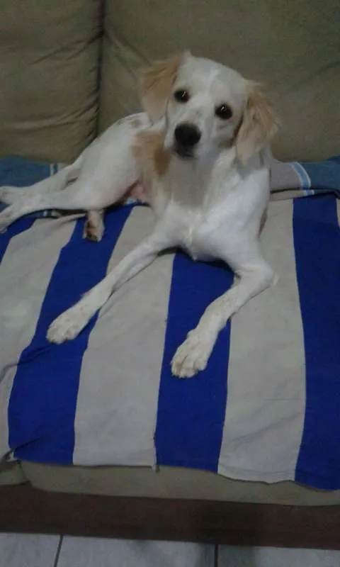 Cachorro ra a VIRA LATA  idade 2 anos nome TITA GRATIFICA