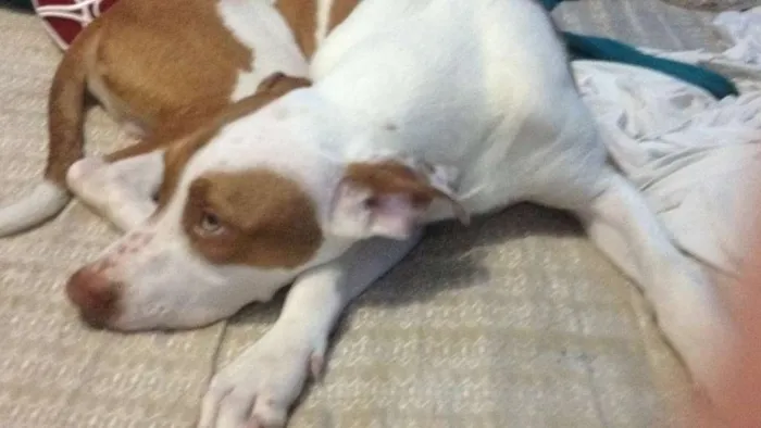 Cachorro ra a Pitbull idade 1 ano nome Sem nome