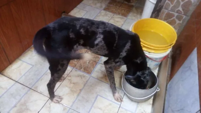 Cachorro raça Mistura de dalmata com pastor  idade 6 ou mais anos nome Lua