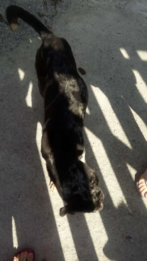 Cachorro raça Mistura de dalmata com pastor  idade 6 ou mais anos nome Lua