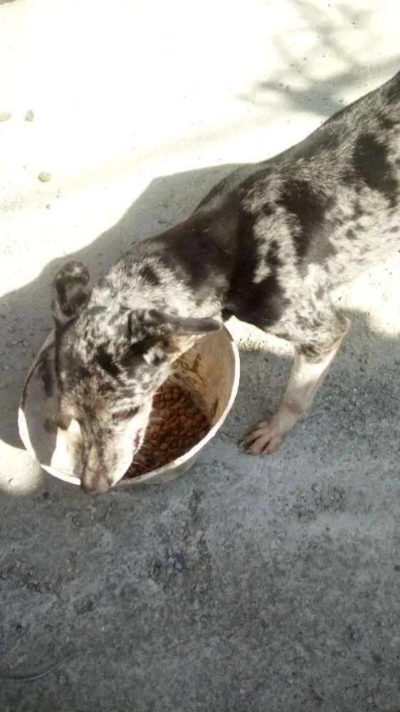 Cachorro raça Mistura de dalmata com pastor  idade 6 ou mais anos nome Lua