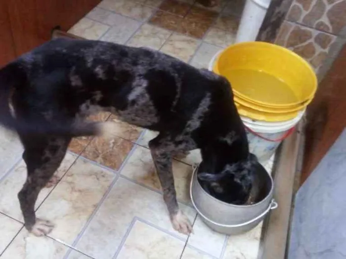 Cachorro raça Mistura de dalmata com pastor  idade 6 ou mais anos nome Lua