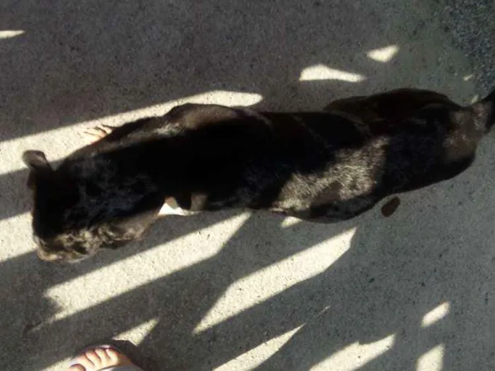 Cachorro raça Mistura de dalmata com pastor  idade 6 ou mais anos nome Lua