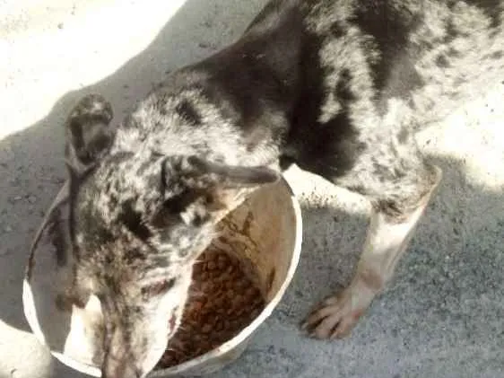 Cachorro raça Mistura de dalmata com pastor  idade 6 ou mais anos nome Lua