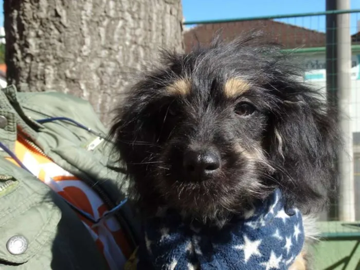 Cachorro ra a SRD idade 2 a 6 meses nome Amélia