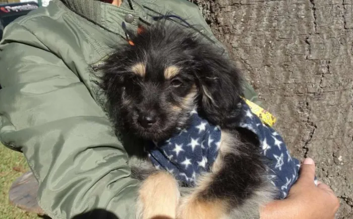 Cachorro ra a SRD idade 2 a 6 meses nome Amélia