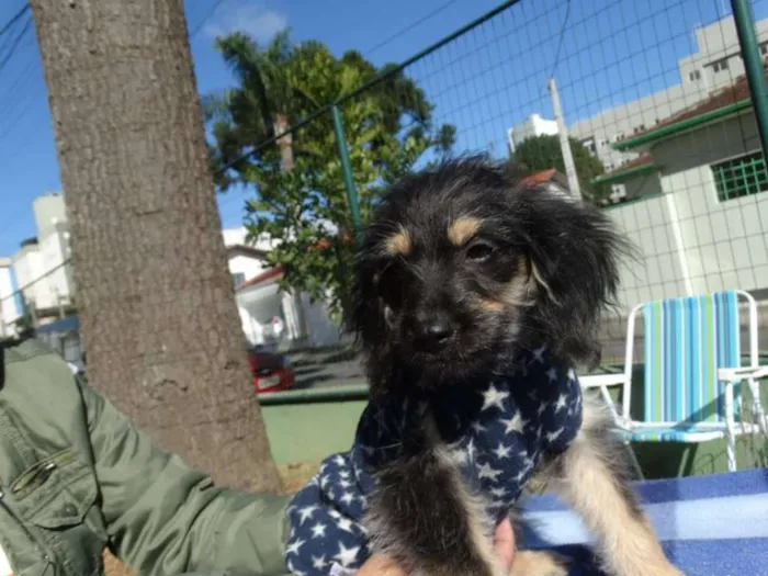 Cachorro ra a SRD idade 2 a 6 meses nome Amélia