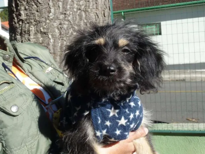 Cachorro ra a SRD idade 2 a 6 meses nome Amélia