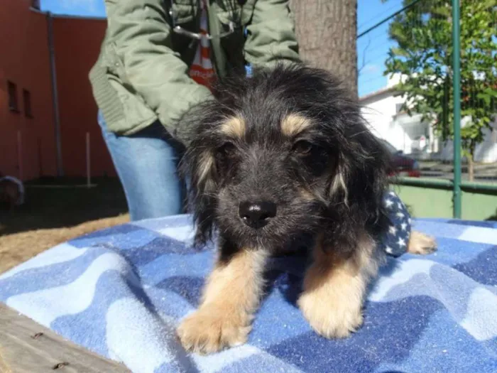 Cachorro ra a SRD idade 2 a 6 meses nome Amélia