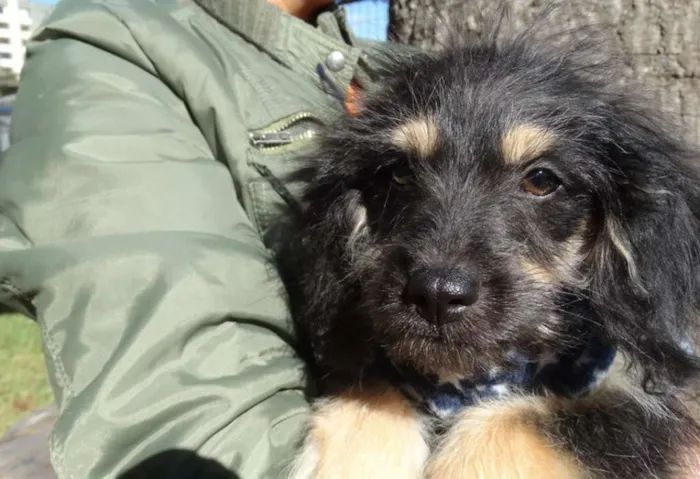 Cachorro ra a SRD idade 2 a 6 meses nome Amélia