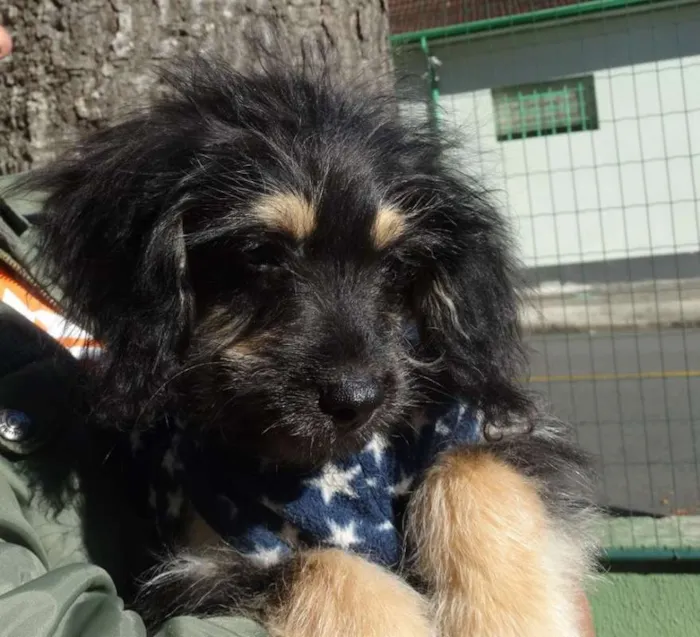 Cachorro ra a SRD idade 2 a 6 meses nome Amélia