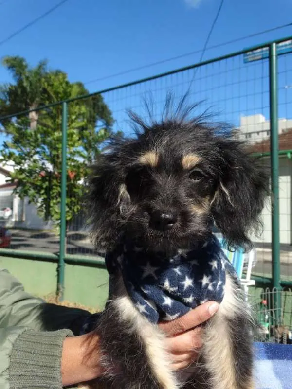 Cachorro ra a SRD idade 2 a 6 meses nome Amélia