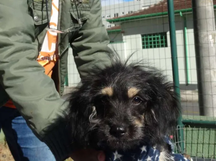 Cachorro ra a SRD idade 2 a 6 meses nome Amélia