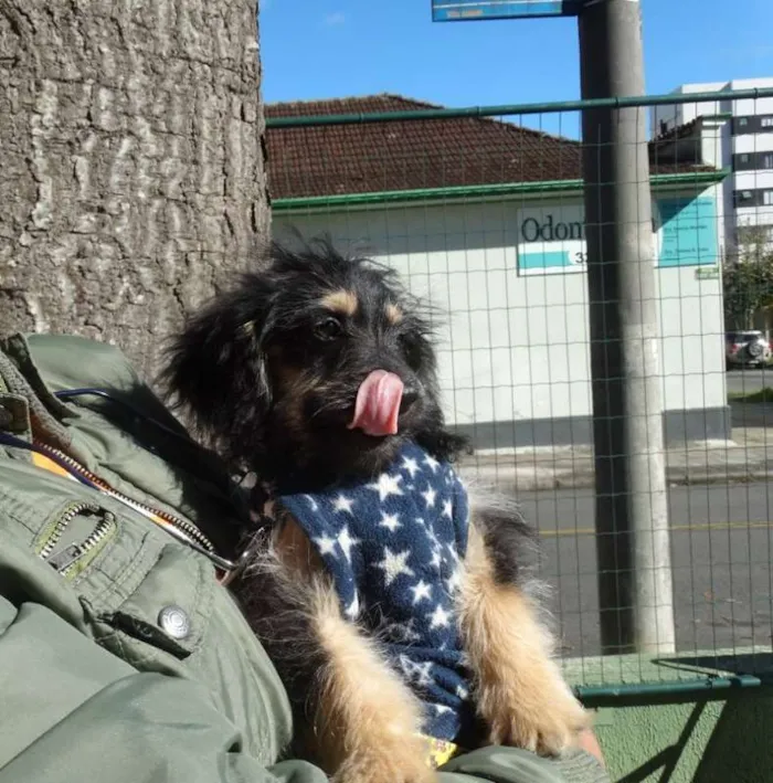 Cachorro ra a SRD idade 2 a 6 meses nome Amélia