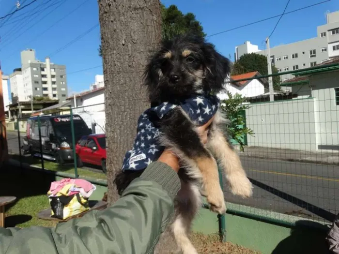 Cachorro ra a SRD idade 2 a 6 meses nome Amélia