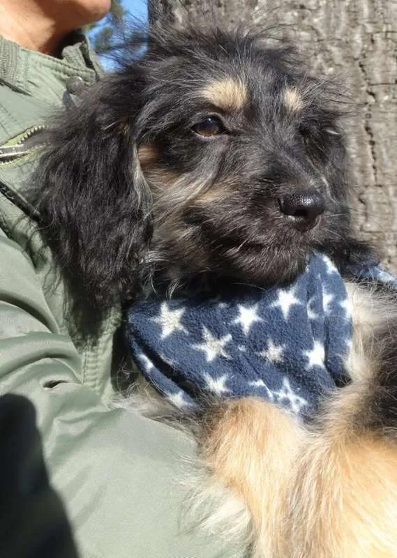 Cachorro ra a SRD idade 2 a 6 meses nome Amélia