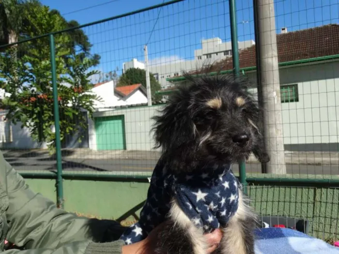 Cachorro ra a SRD idade 2 a 6 meses nome Amélia