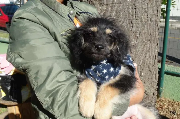 Cachorro ra a SRD idade 2 a 6 meses nome Amélia