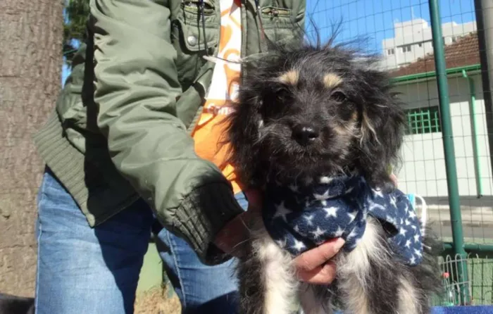 Cachorro ra a SRD idade 2 a 6 meses nome Amélia