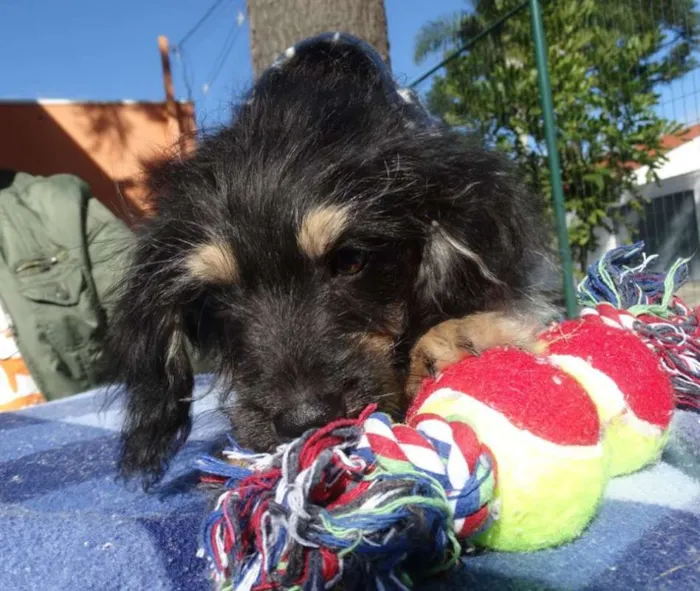 Cachorro ra a SRD idade 2 a 6 meses nome Amélia