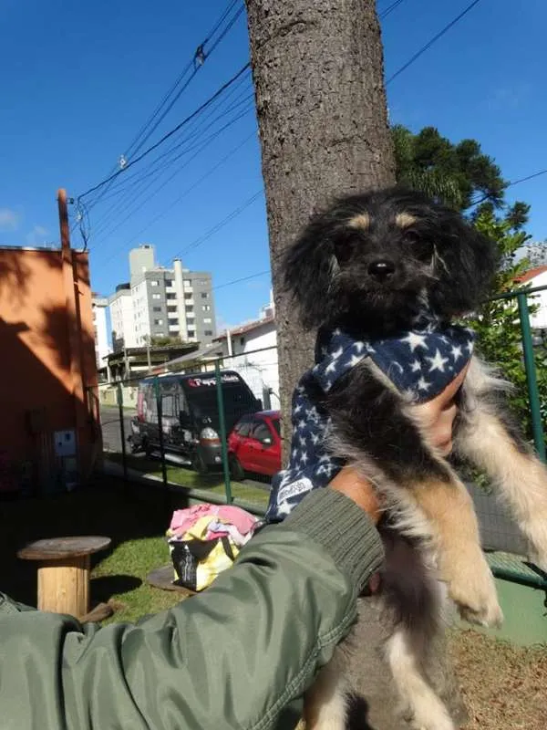Cachorro ra a SRD idade 2 a 6 meses nome Amélia