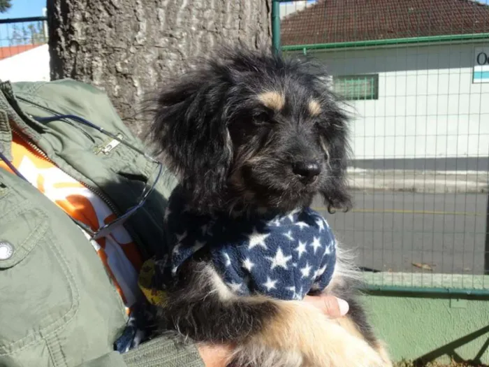 Cachorro ra a SRD idade 2 a 6 meses nome Amélia