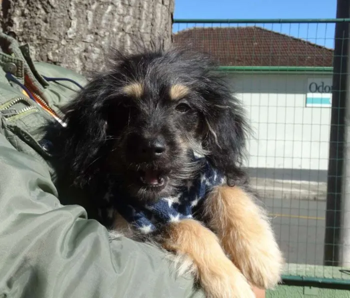 Cachorro ra a SRD idade 2 a 6 meses nome Amélia