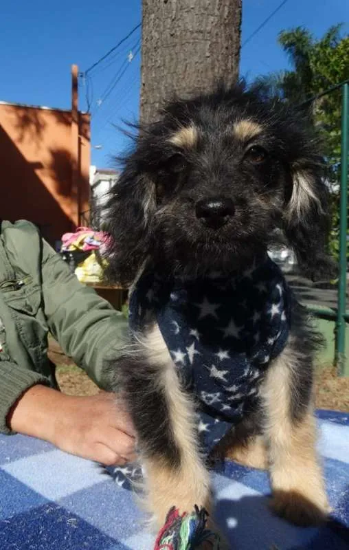 Cachorro ra a SRD idade 2 a 6 meses nome Amélia