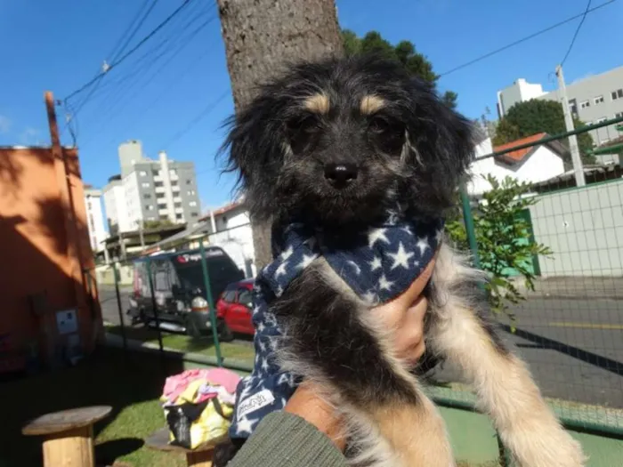 Cachorro ra a SRD idade 2 a 6 meses nome Amélia