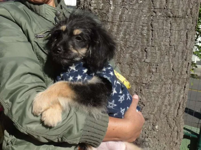 Cachorro ra a SRD idade 2 a 6 meses nome Amélia