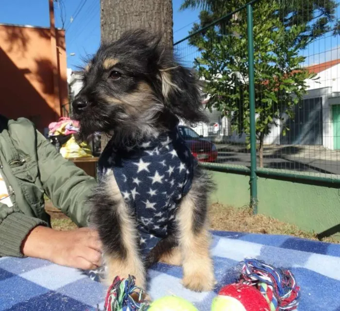 Cachorro ra a SRD idade 2 a 6 meses nome Amélia
