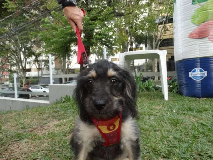 Cachorro ra a SRD idade 2 a 6 meses nome Amélia