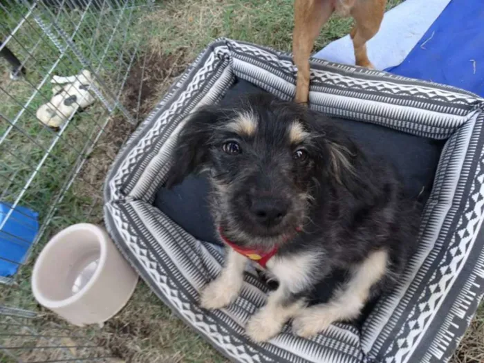 Cachorro ra a SRD idade 2 a 6 meses nome Amélia