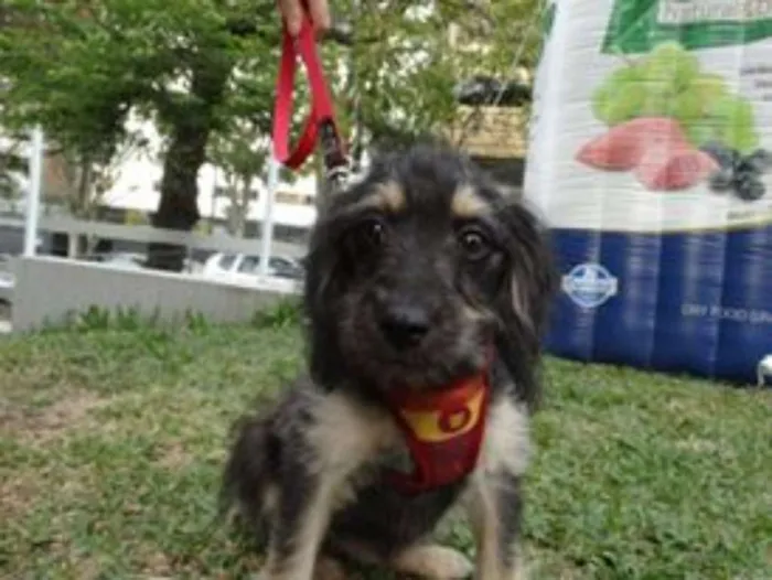 Cachorro ra a SRD idade 2 a 6 meses nome Amélia