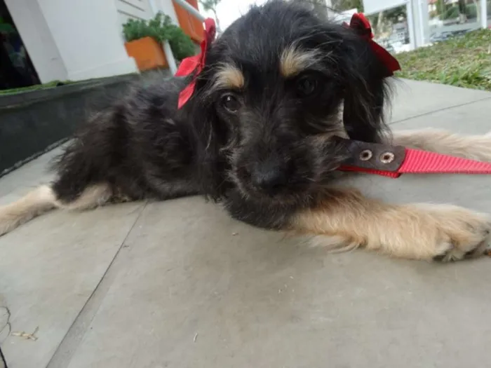 Cachorro ra a SRD idade 2 a 6 meses nome Amélia