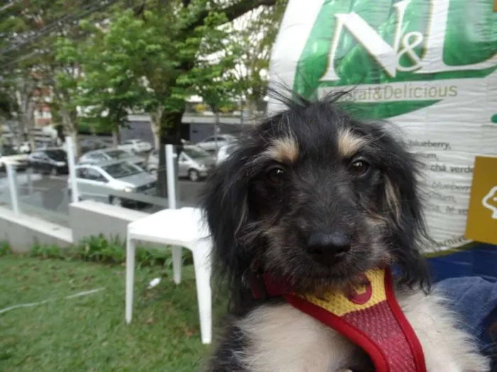 Cachorro ra a SRD idade 2 a 6 meses nome Amélia