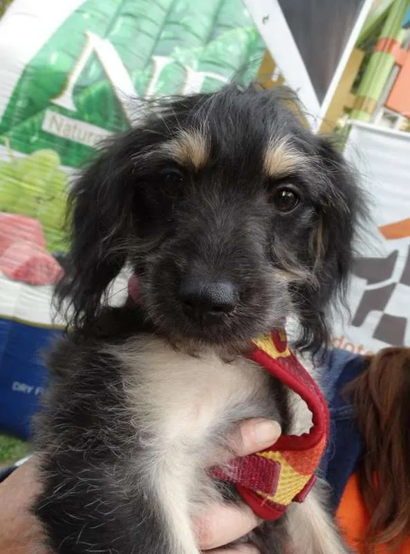 Cachorro ra a SRD idade 2 a 6 meses nome Amélia