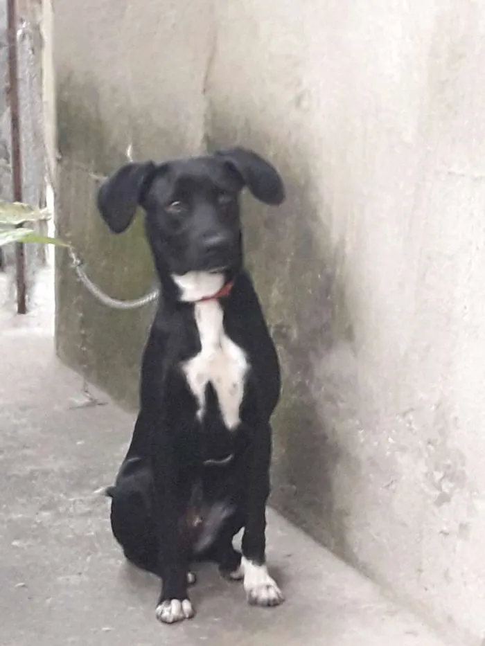 Cachorro raça  Viralata idade 2 a 6 meses nome Luna