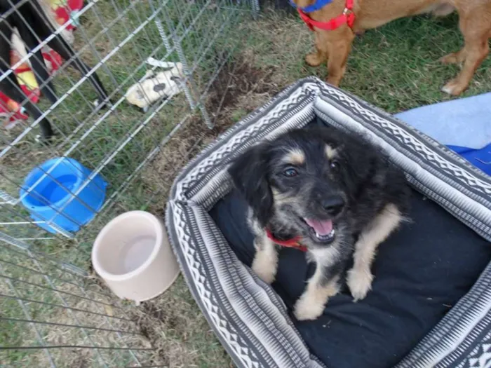 Cachorro ra a SRD idade 2 a 6 meses nome Amélia