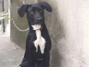 Cachorro raça  Viralata idade 2 a 6 meses nome Luna