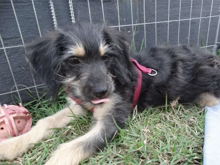 Cachorro ra a SRD idade 2 a 6 meses nome Amélia