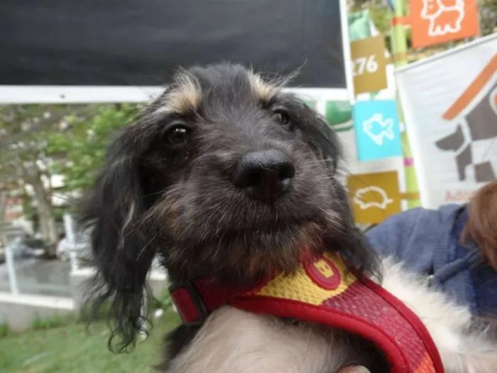 Cachorro ra a SRD idade 2 a 6 meses nome Amélia