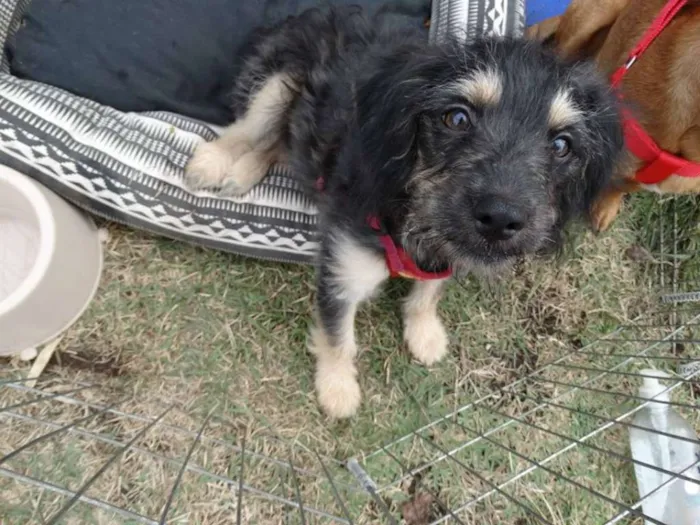 Cachorro ra a SRD idade 2 a 6 meses nome Amélia