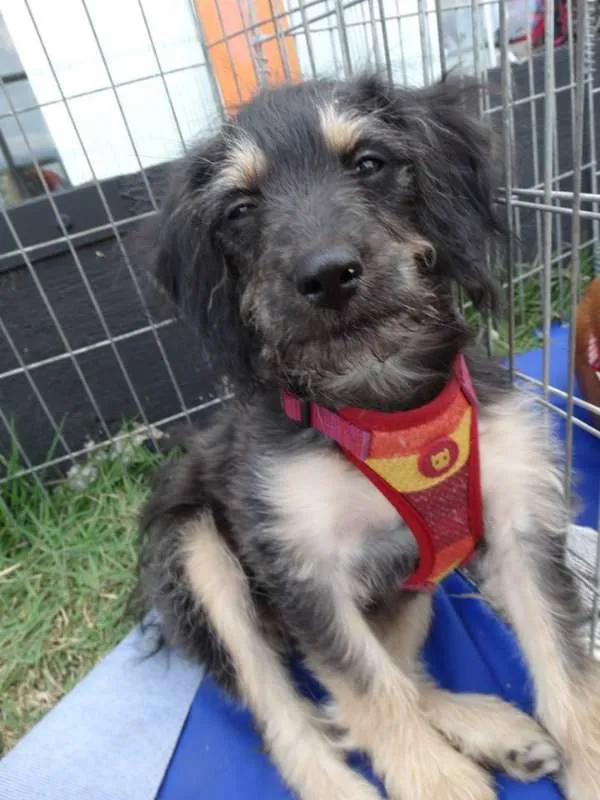 Cachorro ra a SRD idade 2 a 6 meses nome Amélia