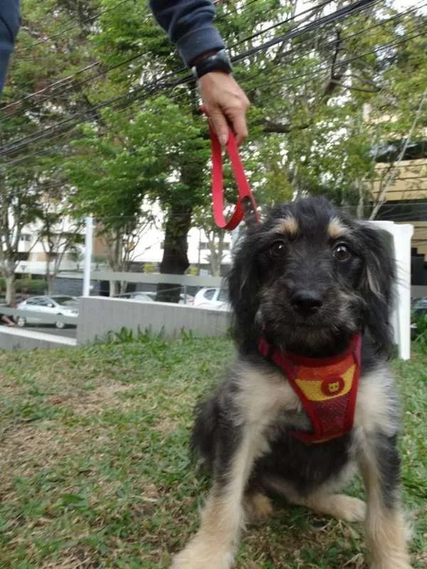 Cachorro ra a SRD idade 2 a 6 meses nome Amélia