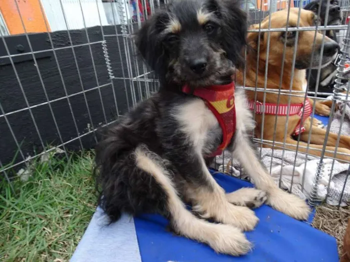 Cachorro ra a SRD idade 2 a 6 meses nome Amélia