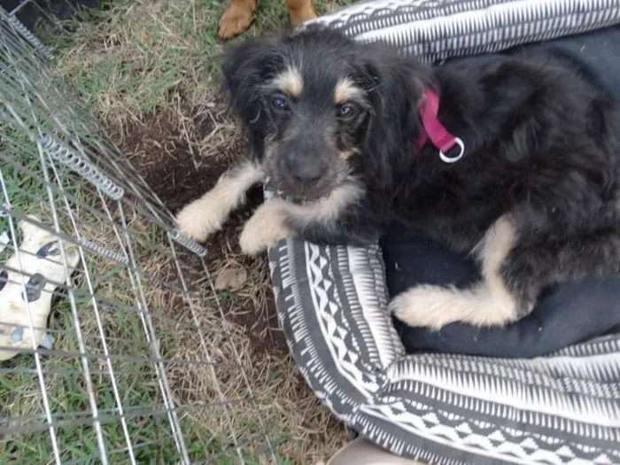 Cachorro ra a SRD idade 2 a 6 meses nome Amélia
