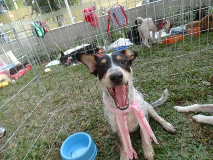 Cachorro ra a SRD idade 7 a 11 meses nome Morena